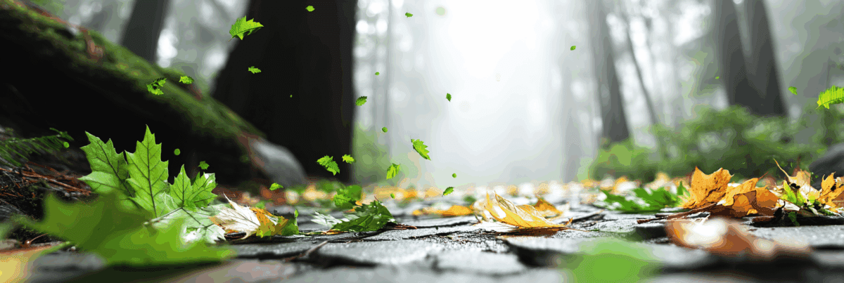 A forest path lined with golden leaves and filtered afternoon light.