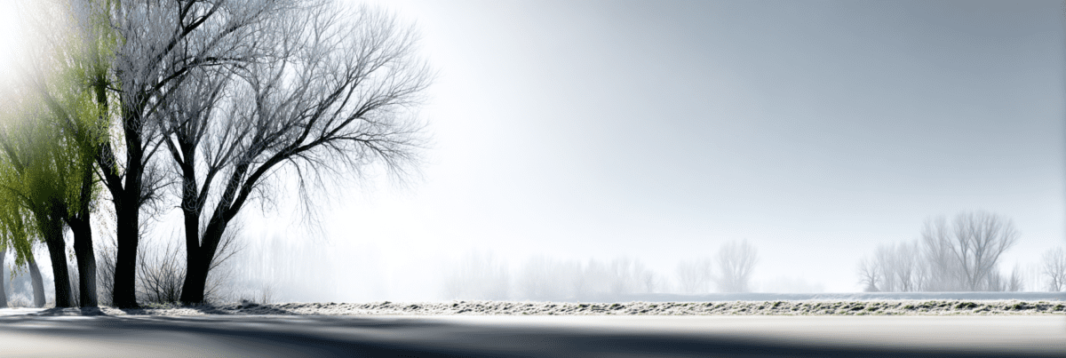 A row of tall winter trees stands along a quiet snowy field, their branches bare and frosted, fading into a soft mist under a pale sky.