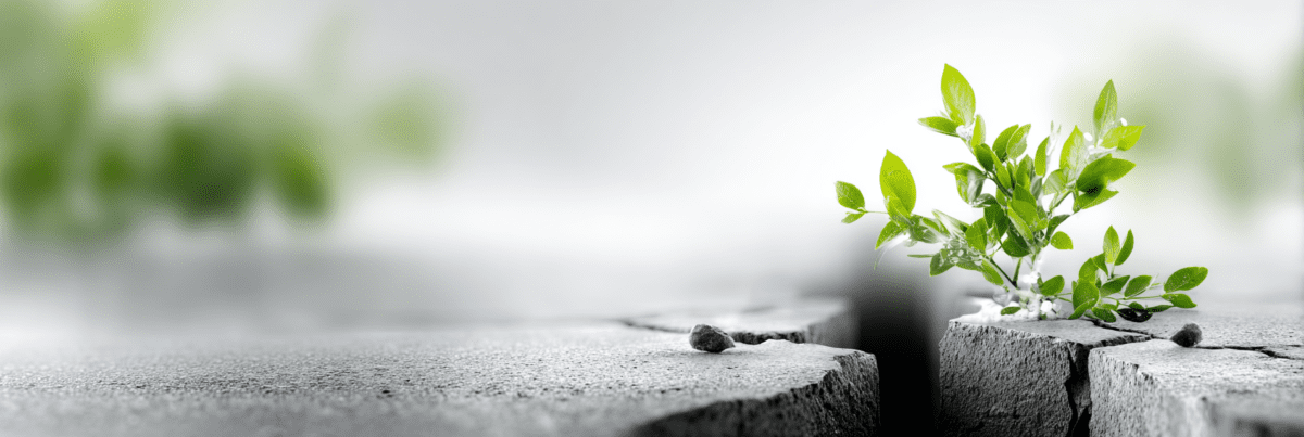 A spacious, wide-angle view of a small, vibrant green sprout growing from a deep crack in heavy, dark grey stone. The bright, translucent leaves of the plant contrast against the stark, detailed texture of the basalt rock, with a soft, blurred natural background creating a sense of quiet resilience and new beginnings.